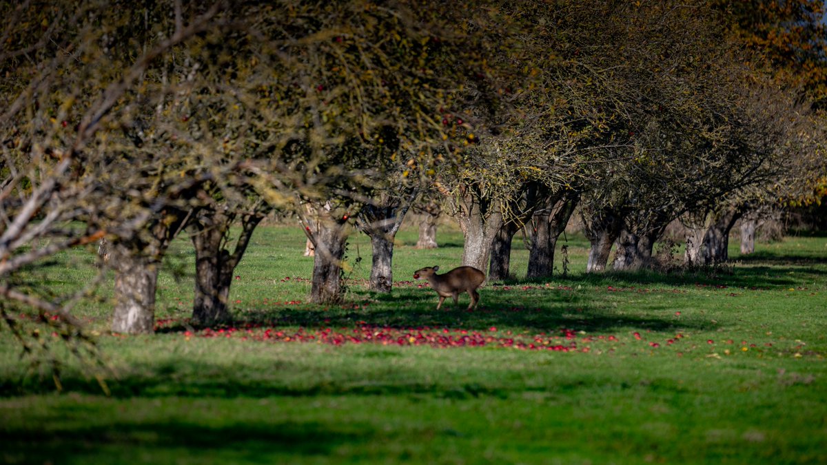 If <a href="/GreaterCambs/">Greater Cambridge Partnership</a>' plans to take a busway off-road goes ahead (part of their City Access scheme) the largest Traditional orchard in Cambridgeshire (8th largest in the UK) will be destroyed. These #biodiverse #habitats are our past and future. Read why...
lifegate.com/traditional-or…
