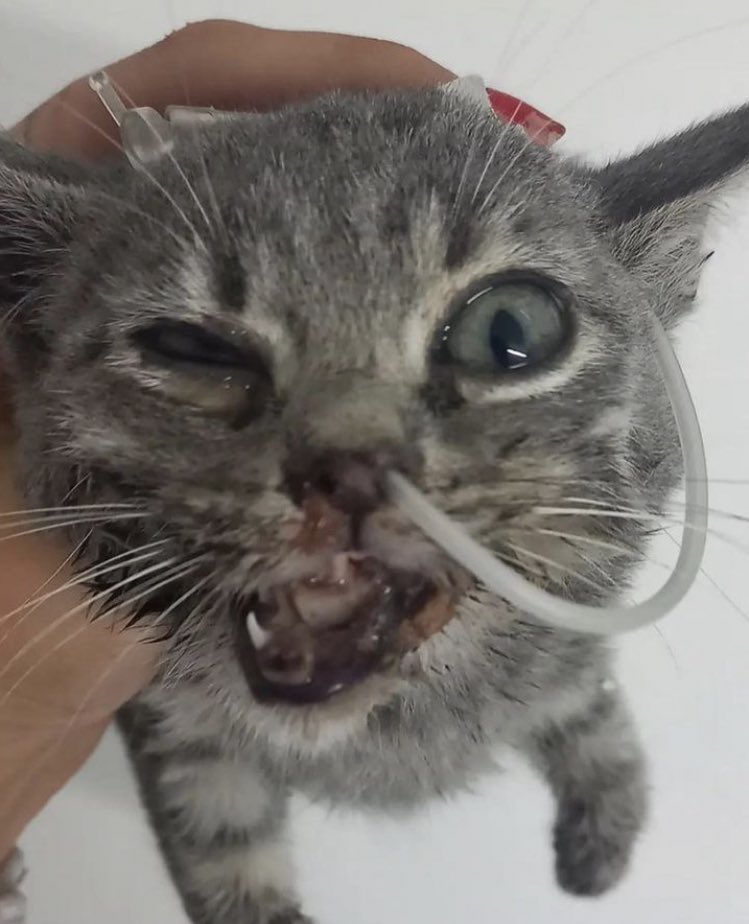 goddogii's tweet photo. Biz ona arkamızı dönmedik, sonuna kadar yanında olduk. Ölür dediler, ölmicek dedik😌 veeee başardık❤️ şimdi sizden sadece masrafları için destek rica ediyorum. Her paylaşım da bir destek lütfen paylaşır mısınız? https://t.co/tQAXO9TKMk