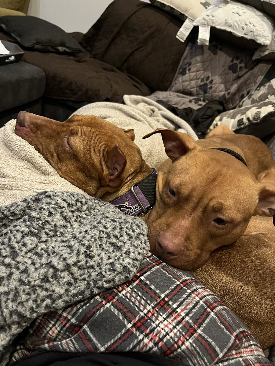 EJLiveIt's tweet photo. Sisters 💜🐶🐶💜 momma Keisha and soon to be auntie Rebbie aka Rebel💜 #Christmaspuppies #Puppies #apbt #Pitbulls #pitbullpuppies https://t.co/yG8NwPtBQ9