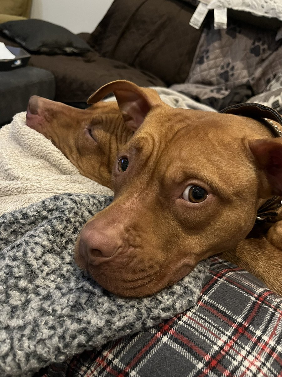 EJLiveIt's tweet photo. Sisters 💜🐶🐶💜 momma Keisha and soon to be auntie Rebbie aka Rebel💜 #Christmaspuppies #Puppies #apbt #Pitbulls #pitbullpuppies https://t.co/yG8NwPtBQ9
