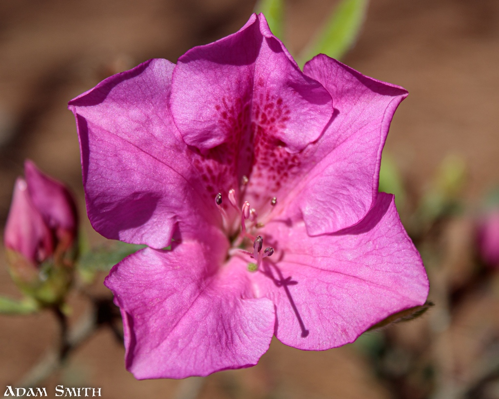 avoid_highways's tweet photo. Took this photo of my mother's azaleas in the spring. So cool all the detail. #botanical #flowerstagram #springtime #floralart #family #garden #gardens #floral #pink #gardening #flowers #bloom #flower #flowersofinstagram #blossom #springflowers https://t.co/ap9wJ4X5gv