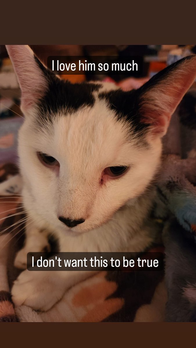 CatCrazees's tweet image. My precious Zippy has a mass/tumor that is terminal 😭💔 I'm devastated. On pain meds/steroids for a few days #CatsOfTwitter #ilovemycat #catcancer #sickfurbaby #furbaby
