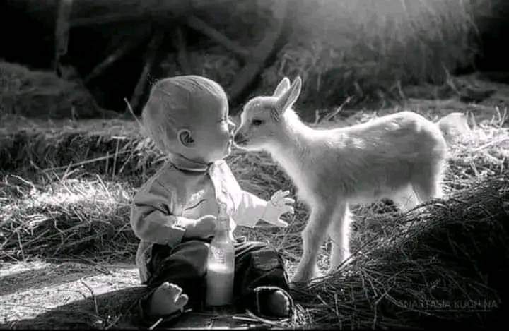 محبت آپکو ہر جاندار میں نظر آئے گی جبکہ!
دھوکہ اشرف المخلوقات کی خصوصیت ہے🖤