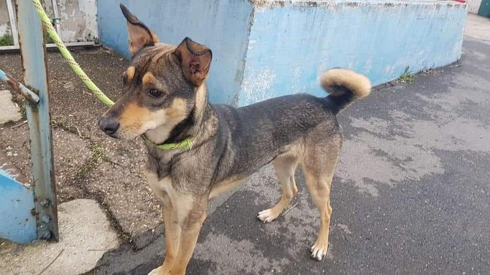 James en danger d'euthanasie ds le 45 Berger 2 ans Il est castré mais ne s'entend pas avec les autres chiens uniquement qqs femelles
Contact 06 22 34 20 16 ou 06.15.76.89.79
Texto si pas de réponse