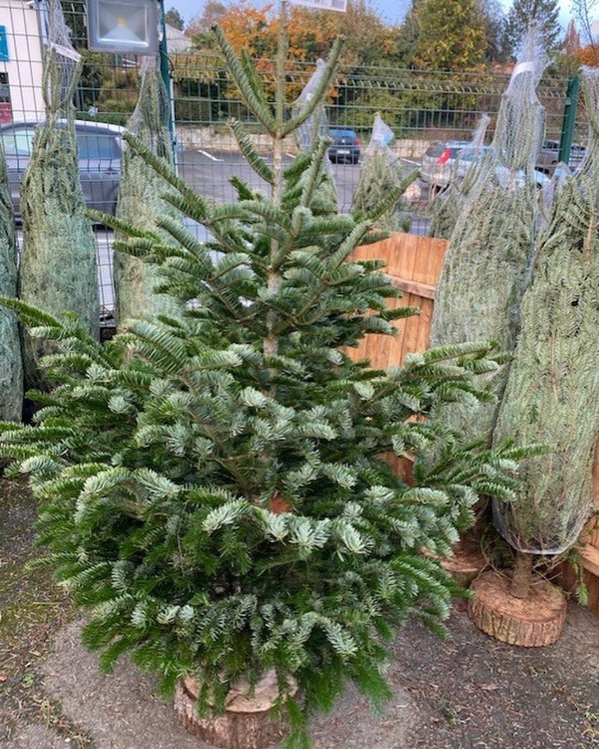 RipaudPepiniere's tweet photo. Des idées de cadeaux & de décorations pour #noel2022 par dizaines à… #cheffois en #vendee #pepinieres #ripaudpepinieres https://t.co/LIcnsjVrqL