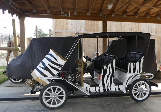 The Not So Little Zoo that Can buff.ly/3xrY8Yp #IFWTWA #TravelTuesday  <a href="/gulfshoresalab/">gulfshoresalabama</a> #VisitGulfShoresAL