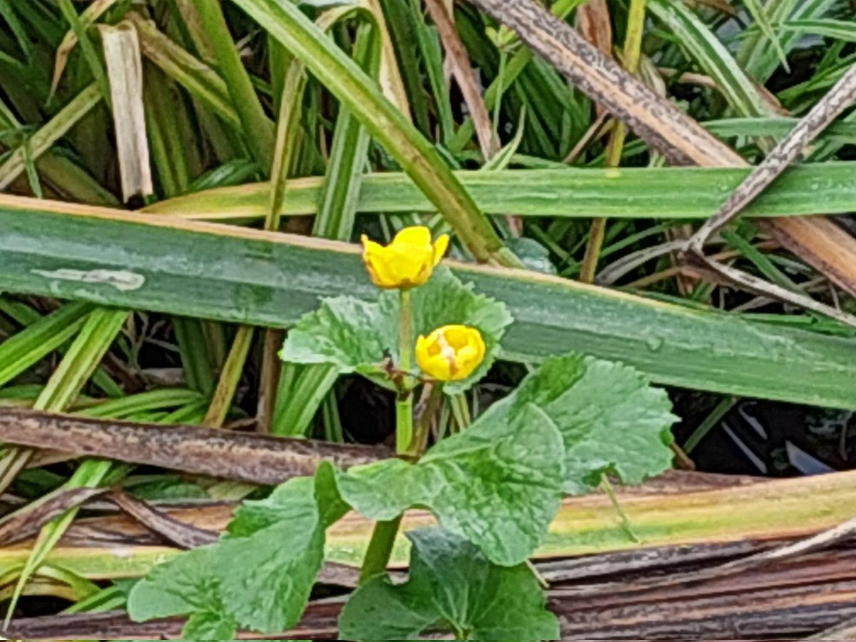 ecoloog079 tweet media