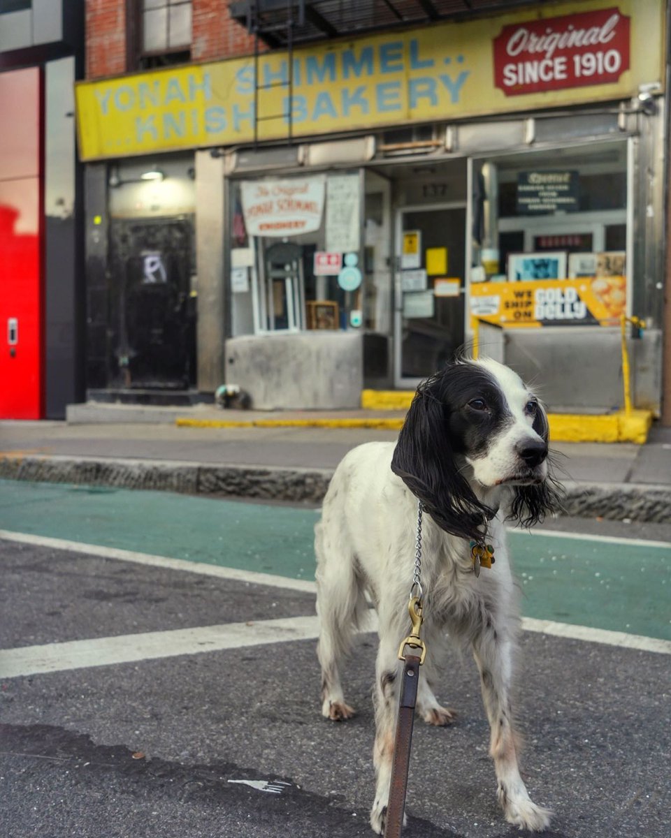 YonahSchimmelNY's tweet photo. thevicechairman: 🍞🐶
🍞: yonahschimmel lowereastnyc
𓏺#englishsetter #setter #setteringlese #engelsksetter #prettycitynewyork #newyorkcitylife #LowerManhattan #newyorkcityfeelings #nycphotography #newyorkarea #picturesofny
#eastvillagenyc #lowereastside #knish #yonahschimmel https://t.co/A1MLgDH4qQ