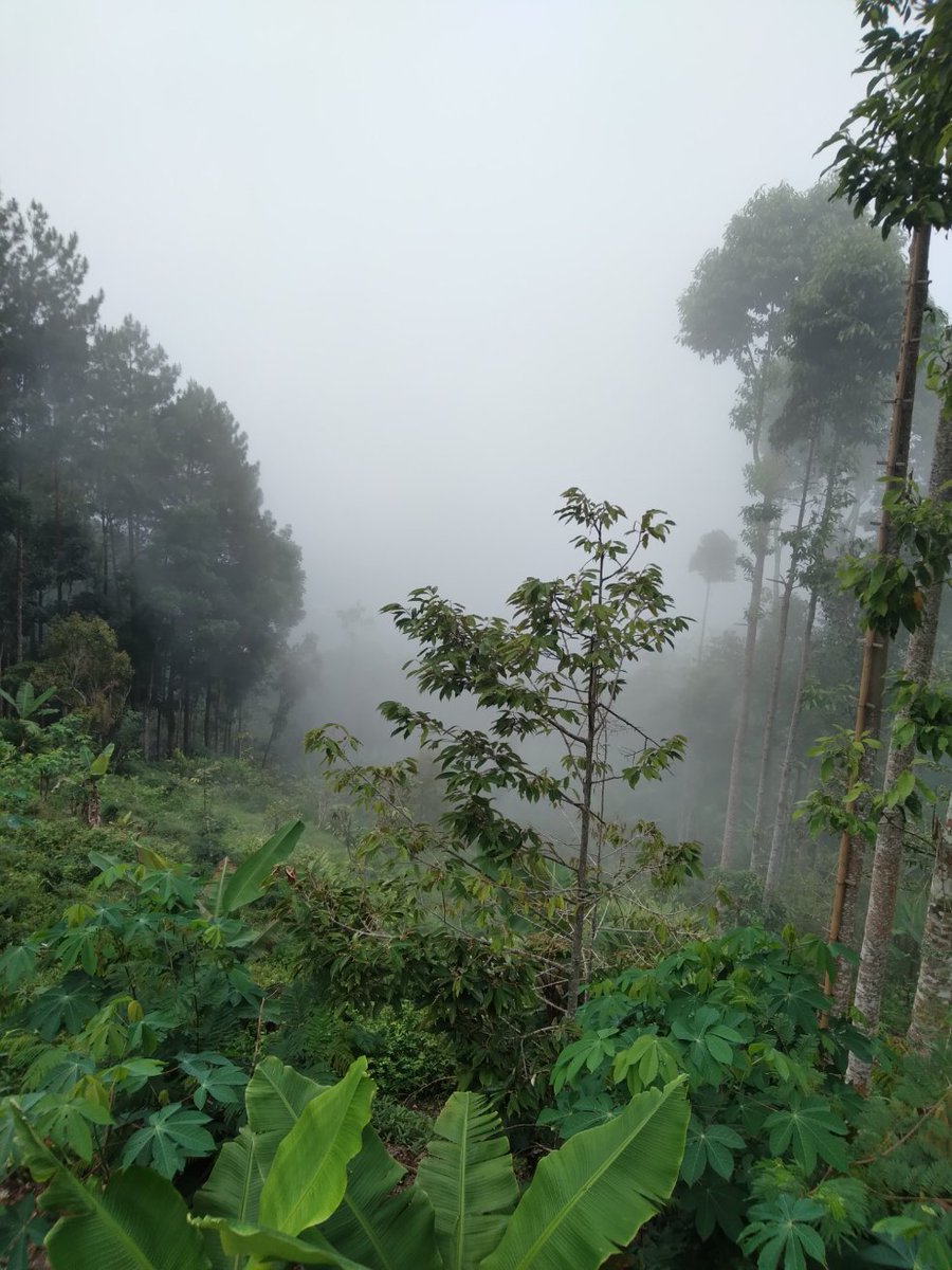 Miss_Green_Rey's tweet photo. Telaga ku tertutup kabut https://t.co/Z7QS9N6AmU