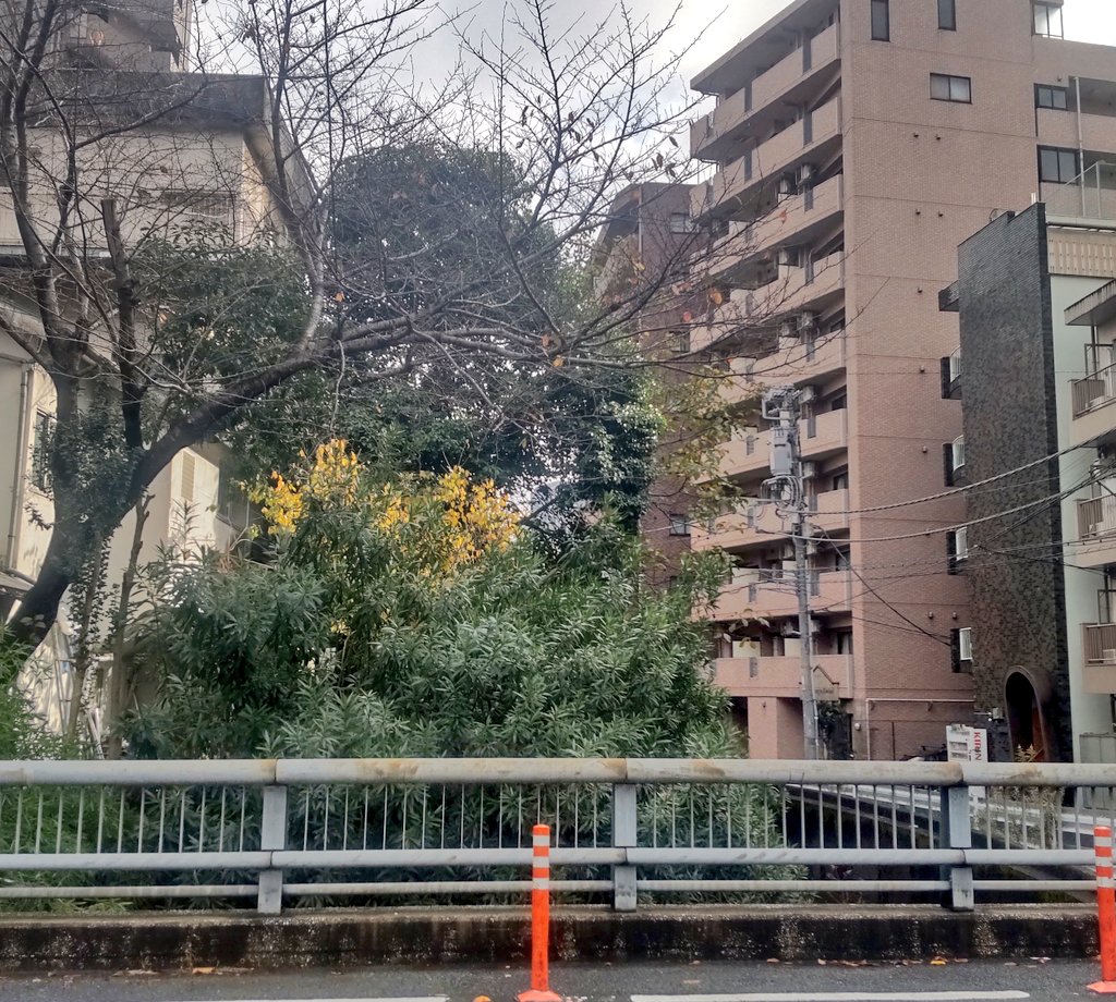 foreverlovehmkk's tweet photo. 渋谷から恵比寿へ
いつもの作品集コースだけど高架橋は一部工事が始まってて遣都くんが自転車押してたスロープは通れず
壁の落書きもすっかり消されていて寂しい…🥲
プラスアクトの撮影があった道も残念ながら工事中で通れずでした💦
#林遣都誕生祭2022
#THREETEARS https://t.co/7UdxSf173L