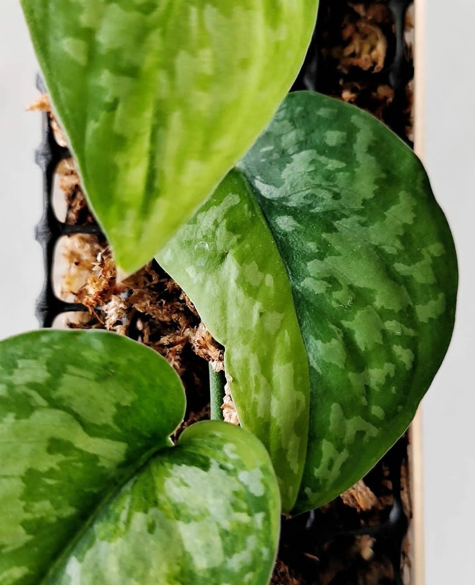 Exotica sport

#scindapsus #scindapsusworld