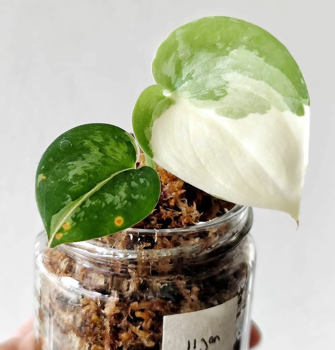 Exotica Mayari Albino