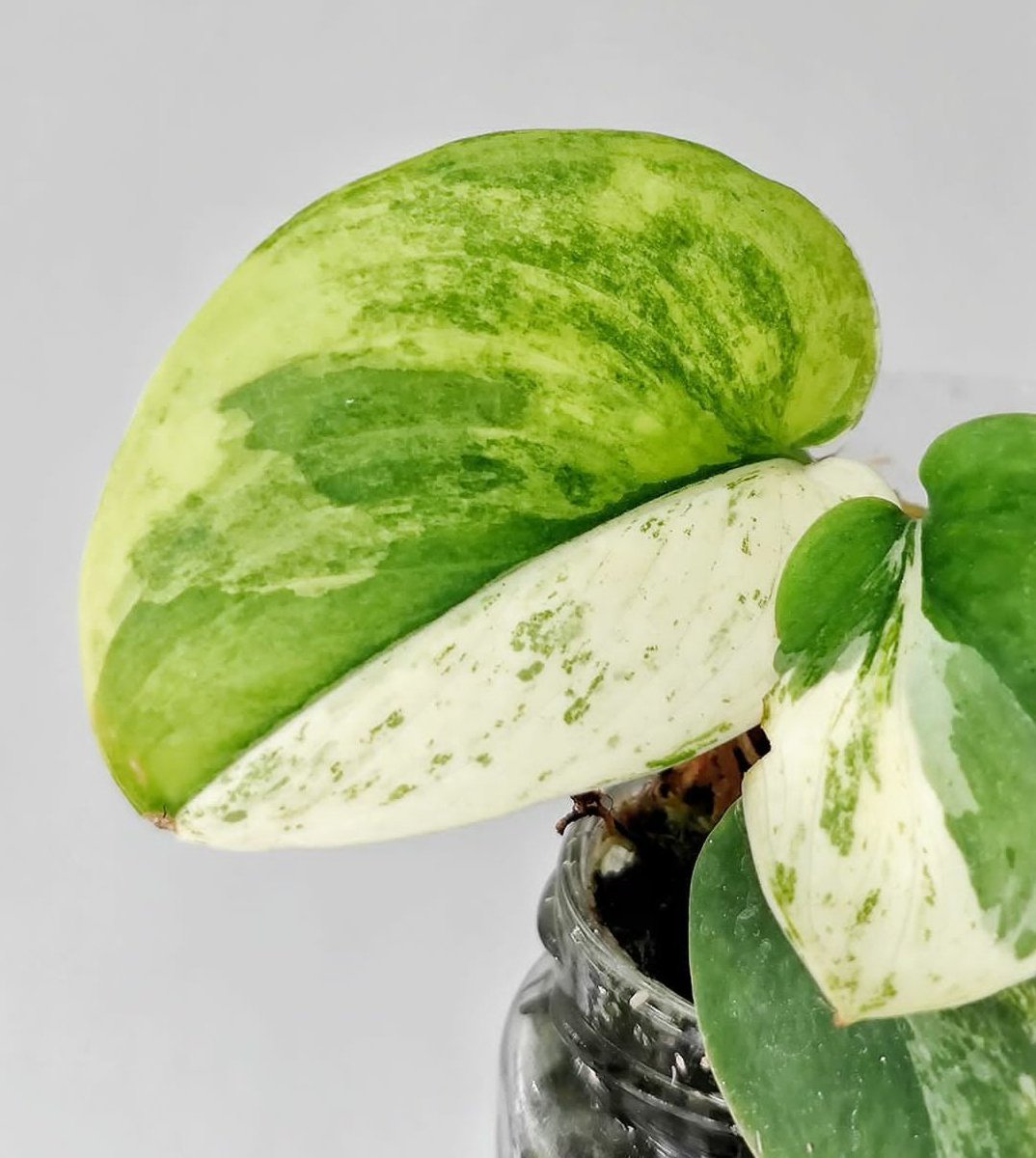 Jadesatin variegata new mutation an Aurea and White combination

#scindapsus
#scindapsusworld
#scindapsusexoticavariegata