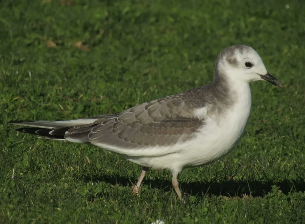 Gaivota de Sabine en Valdoviño(Ferrol).
Foto-Antonio Gutiérrez.
Xema sabini.
A Coruña