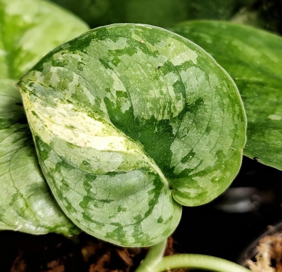 They mutate all the time so hard to name it until it's stable. different patterns in every leaf

#scindapsus
#scindapsusworld
#scindapsusexoticavariegata #scindapsusexoticavariegated