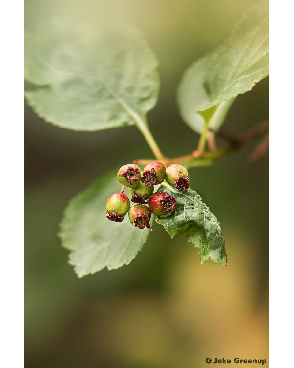1/350,  f/1.8, ISO 100, @ 85 mm
.
.
.
#plant #nature #naturephotography  #berries #berry #berrys #redberries #redberry #bokeh #bokehphotography #bokeh_bliss #canadianphotographer #canadianphotography #canadianart #canadiandesigner #canadianartist
