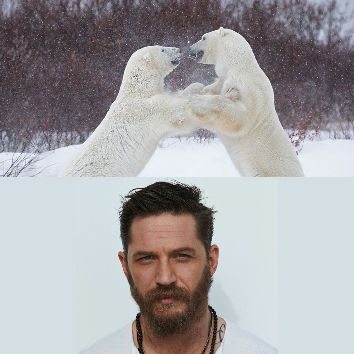 Catch Tom Hardy narrating the new documentary 'Predators' for Sky Nature, airing tonight at 9pm and streaming on Now TV!