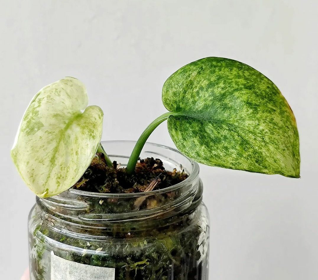 Knowing the history makes you now the quality. I always code my scindapsus to keep track of them.

#scindapsus
#scindapsusworld
#scindapsusexoticavariegata #scindapsusexoticavariegated #scindapsusexoticamayari