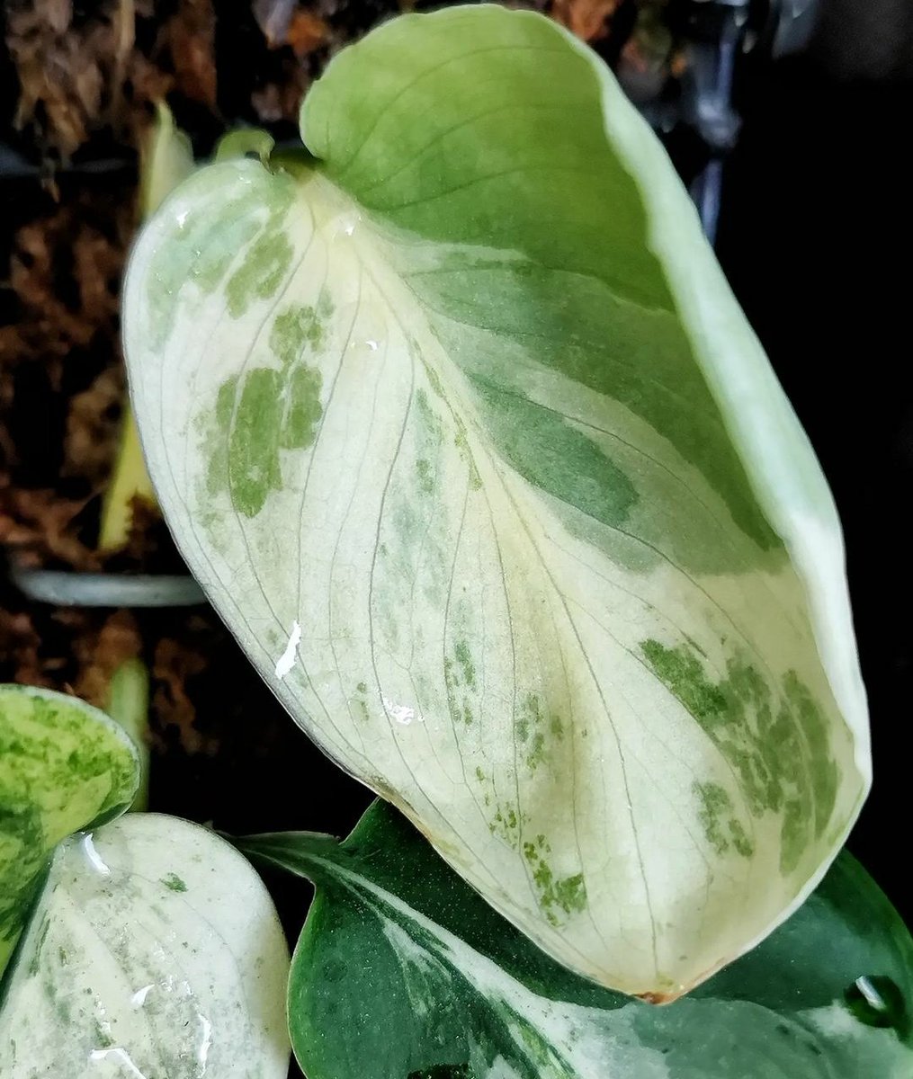 Jadesatin super white 

#scindapsus
#scindapsusworld
#scindapsusexoticavariegata #scindapsusexoticavariegated #scindapsusexoticamayari