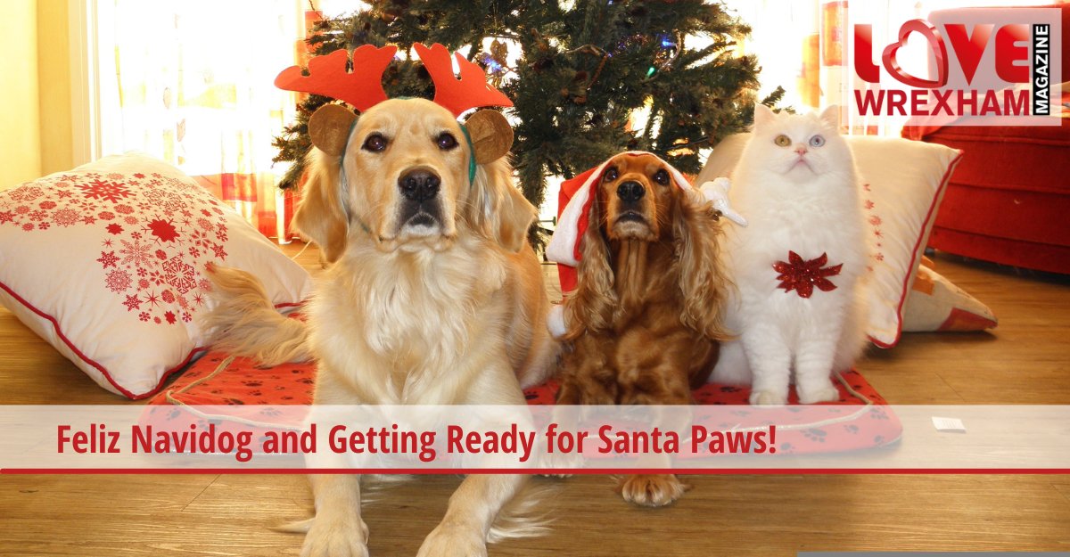 Love Wrexham Magazine (@love_wrexham) on Twitter photo So, Christmas is upon us, and lots of us will include our pets. My dogs will get some tasty extra meals! Read more at: love-wrexham.com/2022/12/06/pet…
<a href="/beastlythoughts/">Karen Boyce</a> <a href="/northwalescom/">NorthWales.com</a> <a href="/NWalesSocial/">#NorthWalesSocial ⬆️🏴🤝</a>
#lovewrexham #magazine #business #advertising #marketing #BizHour So, Christmas is upon us, and lots of us will include our pets. My dogs will get some tasty extra meals! Read more at: love-wrexham.com/2022/12/06/pet…
<a href="/beastlythoughts/">Karen Boyce</a> <a href="/northwalescom/">NorthWales.com</a> <a href="/NWalesSocial/">#NorthWalesSocial ⬆️🏴🤝</a>
#lovewrexham #magazine #business #advertising #marketing #BizHour