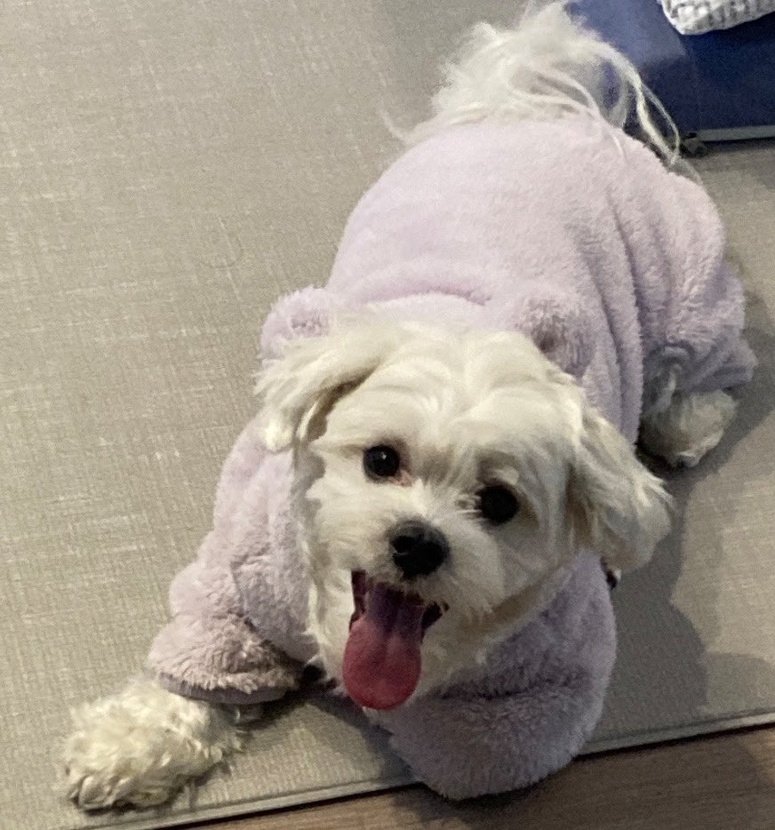 enhypenweverse's tweet photo. [ #정원’s Post ] 221206

#JUNGWON: Puppy

@ENHYPEN_members @ENHYPEN #ENHYPEN #엔하이픈 https://t.co/vJXuZGUOcU
