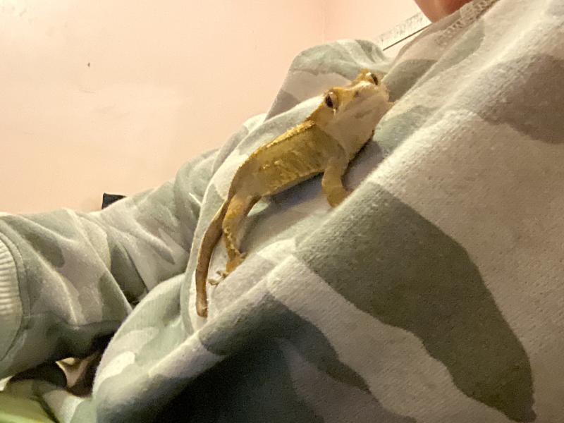 SFormarauders's tweet photo. @stranckV2 Here’s my gecko :) https://t.co/ht1AoFk440