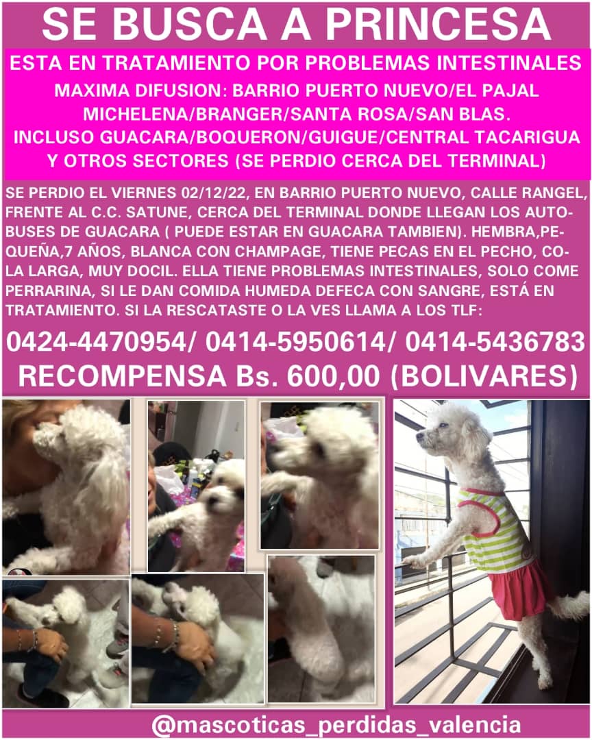 Por favor RT #SOS 🆘🆘 
La dueña de #Princesa es de la 3ra edad. Se la regaló su hijo fallecido y la perrita tiene problemas de salud. Requiere tratamiento. 

Contacto:
0424-4470954
0414-5950614
0414-5436783

Recompensa Bs. 600. #Valencia, zona sur. #Carabobo. URGENTE