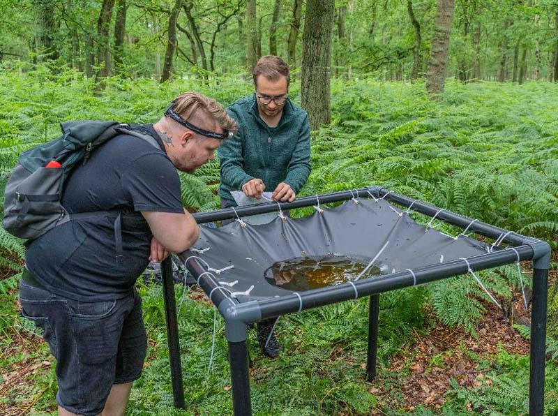Was lebt in Baumkronen? Das herauszufinden war bisher mühselig. Der Lebensraum der Höhenbewohner ist nur schwer zu erreichen. UDE-Biologen <a href="/leeselab/">Florian Leese</a> haben nun ein Verfahren entwickelt, das es ihnen einfacher macht. Regen spielt dabei eine große Rolle. uni-due.org/presse/biodive…