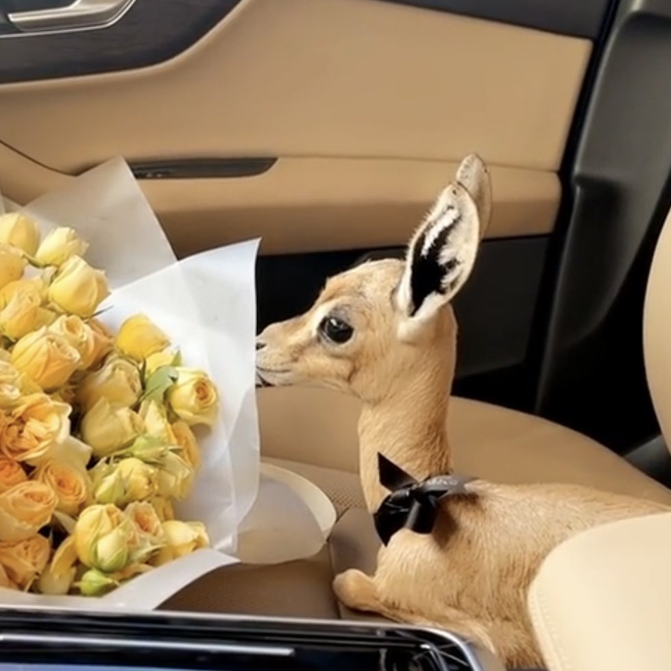 ㅤㅤㅤㅤ

͏ 

͏تدور الخرايط كلـها والأراضي السبّع
ويمرونك أغلبهم ، وشرواي ما مرّك