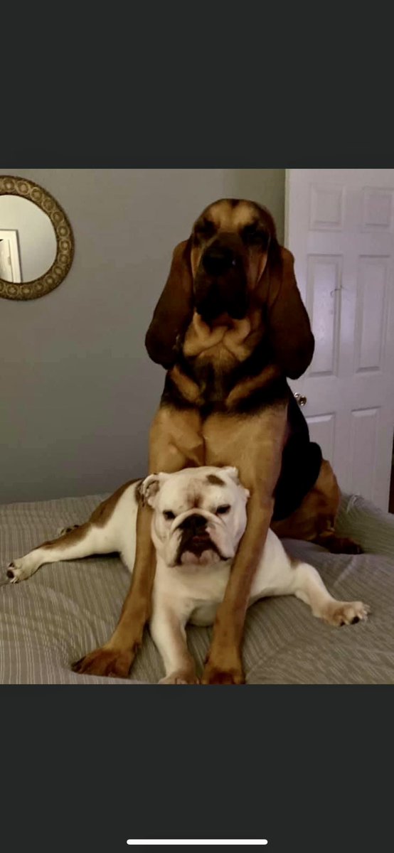 coachhall22's tweet photo. @AlexSpencerUSA Lincoln and Tilly! https://t.co/epptZPzqOj