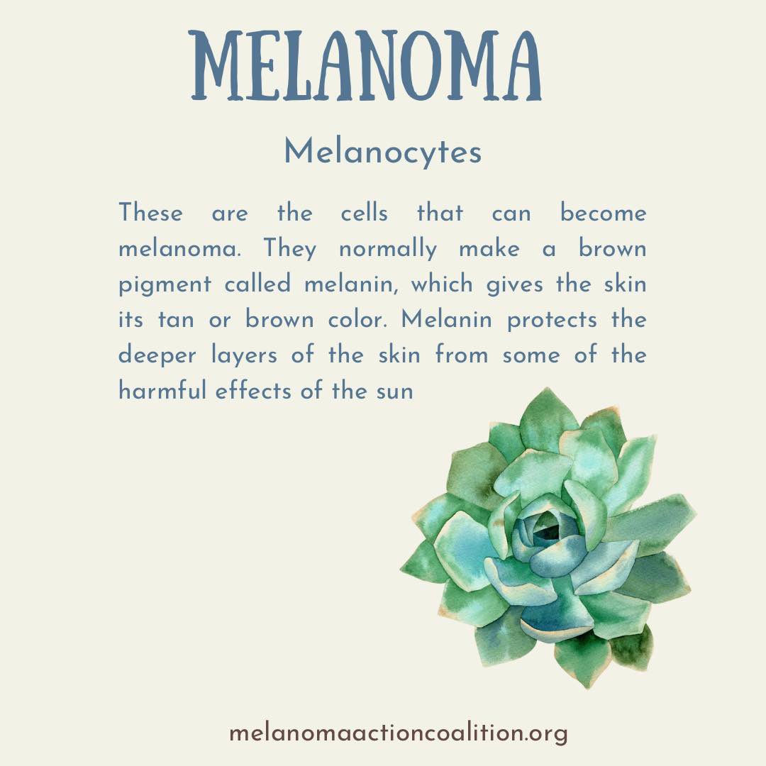 MelanomaAction's tweet photo. Melanoma begins in the melanocytes 

Most melanoma cells still make melanin, so melanoma tumors are usually brown or black - However, some melanomas do not make melanin and can appear pink, tan, or even white

#melanoma https://t.co/8WZAzsiuW2