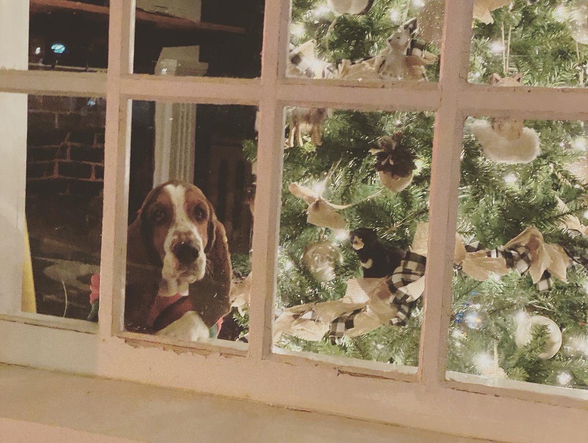 SmileyJessP's tweet image. We had a great time at the Town of Lebanon Virginia Christmas parade last night and we had some special visitors watching with us. What was your favorite part of the night?
#christmas2022 #tistheseason #happyholidays #merrychristmas #christmastime #Christmas #HolidaySeason