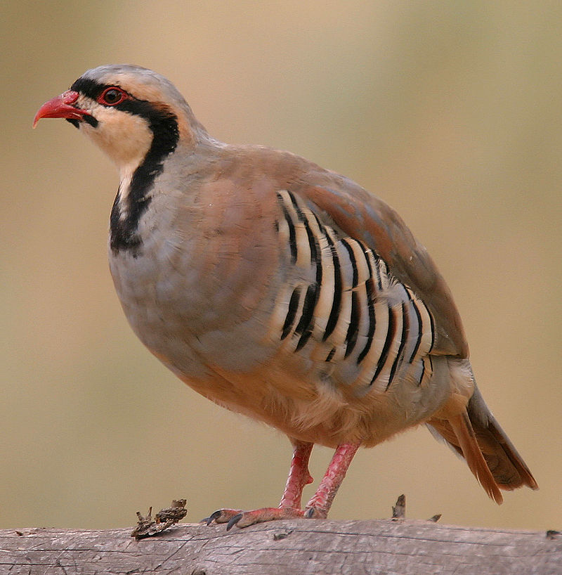 ostrichJAO's tweet photo. Chukar Partridges were released across southern Africa, but only survive on Robben Island today. Find out why they were introduced and why they failed to establish across most of southern Africa: https://t.co/adhEOBPPW1 https://t.co/DJ1NwvYPbP