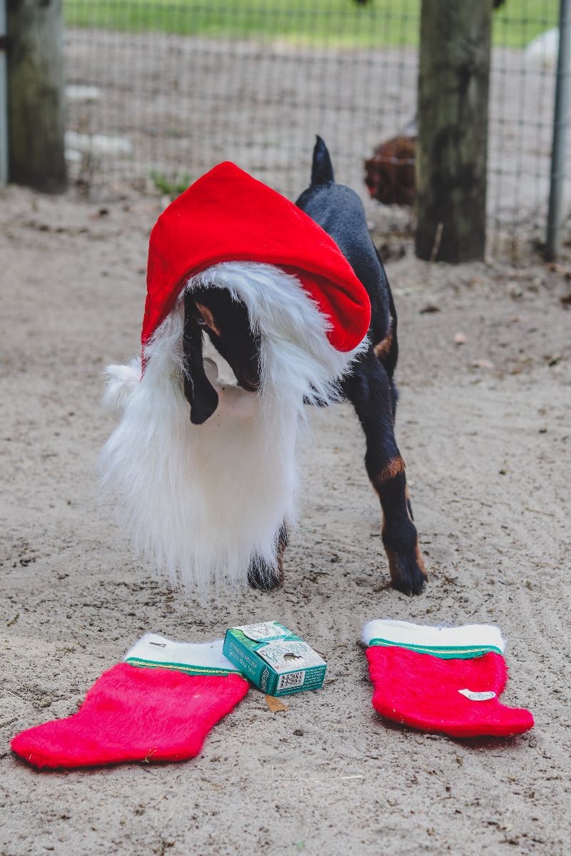 serenitygoats's tweet photo. 15% OFF EVERYTHING DECEMBER SALE NOW TO DECEMBER 24 - https://t.co/W3pWlRpZLo https://t.co/uF6Soq0YDK