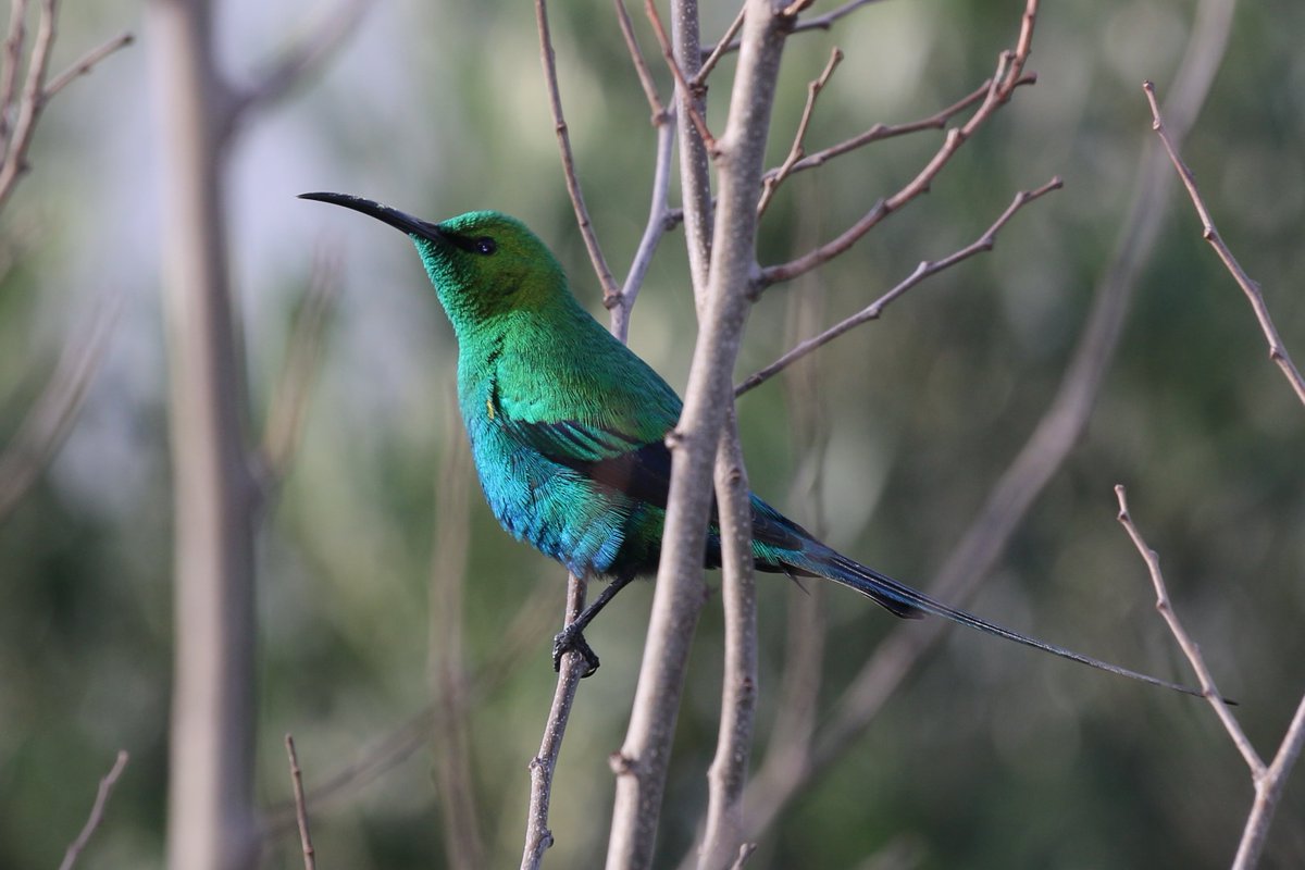 ostrichJAO's tweet photo. Bonnevie et al. use ringing data to describe the wing moult and seasonal occurrence of sunbirds in the Eastern Cape. 
 https://t.co/caAIv4iias photo: Janes Oosthuizen https://t.co/e4OXQOdbTB