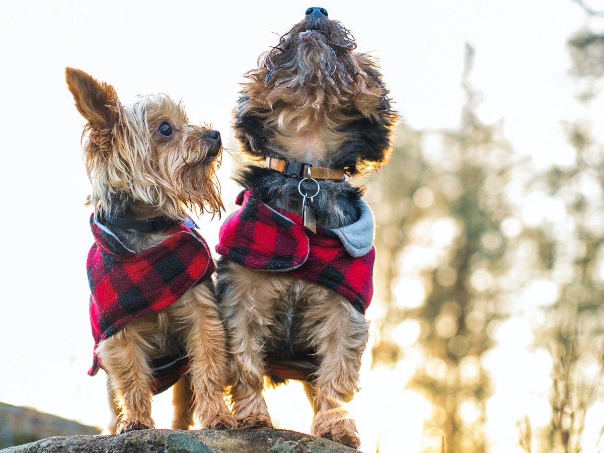 RogerFirestien's tweet photo. Ninety-nine percent of the time what we think is a problem is NOT the real problem. Read my December blog to see how solving the REAL problem kept two little doggies from being eaten by mean coyotes https://t.co/7oMojXOZdz https://t.co/rhDKGwIARt