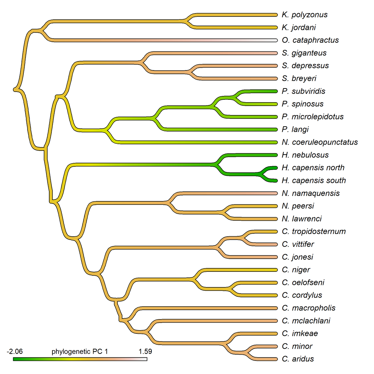 One of my (personal) favorite additions to the #Rstats #phytools package over the past year has been the ability to graph trees using 'sigmoidal' lines in the function sigmoidPhylogram. I ♥️ it! blog.phytools.org/2022/08/option…