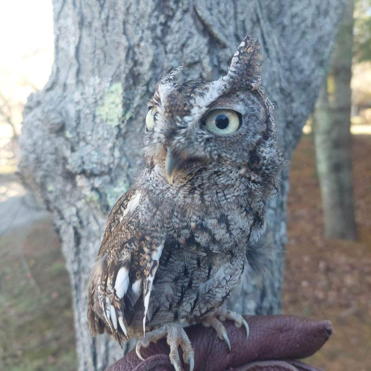 These supremely camouflaged birds may not be easy to see, but they can definitely be heard. The whinnies and trills of this tiny owl will certainly catch your attention. Sherlock the #screechowl demonstrates to our guests and students how well they blend into their environment.