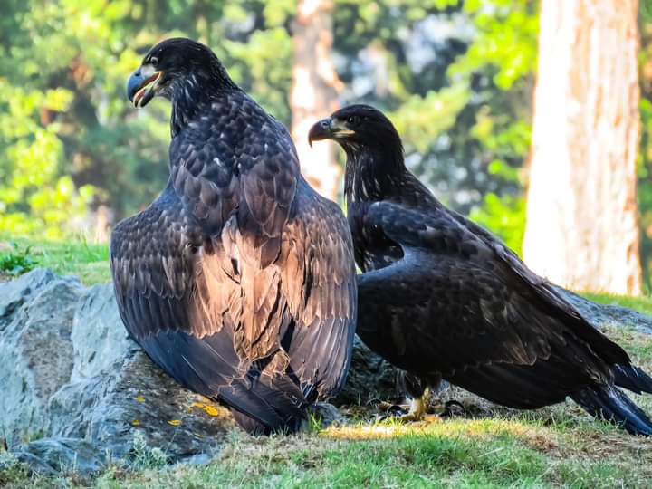 Brad Wildlife Photographer tweet media