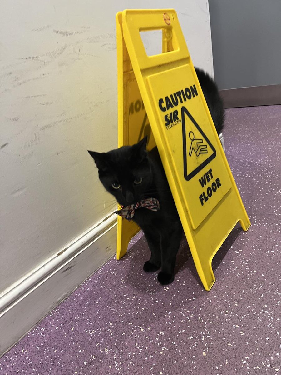 cats with jobs 🛠 (@catworkers) on Twitter photo 