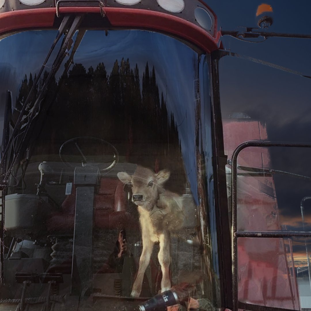 How'd that calf get in there?
Comment with your best guess!
<a href="/Lexdabaugh/">Lexis</a>
#TigerLights #Calf #Guess #Cute #Cow