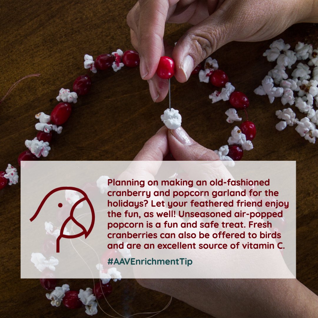 aavonline's tweet photo. https://t.co/VxPYIPr3Za
#AAVEnrichmentTip #avianenrichment #birdenrichment #avianforaging #busybeaksbusybrains #foraging #foragingforfood #workforit #avianbehavior #petbirdsofinstagram #parrots #parrotlife https://t.co/jRvo2oxBD3