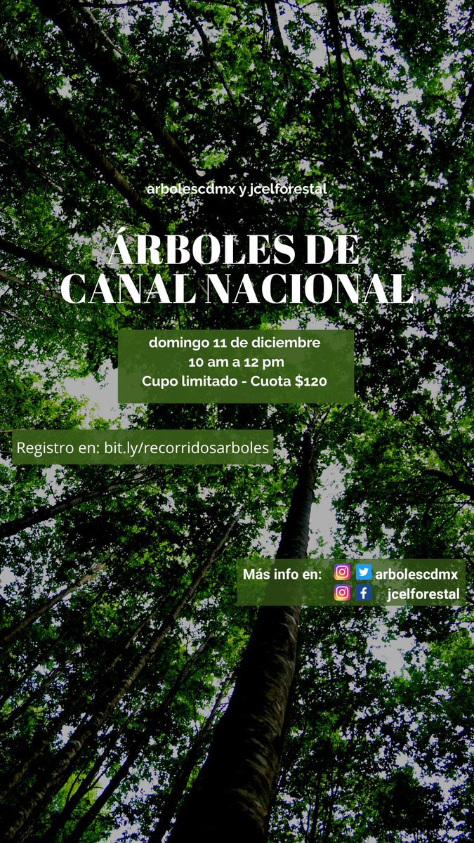 Árboles de la Ciudad de México 🌳🌳 on Twitter: 