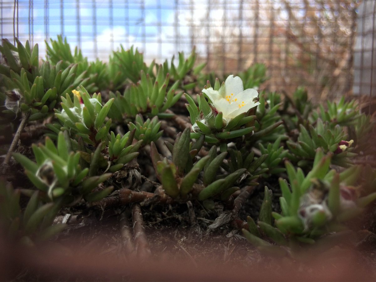 NathanSGill's tweet photo. I'm grateful to have had a great team of coauthors help publish a study of this rare hawaiian plant, portulaca sclerocarpa, which is endemic to volcanically active areas of @Volcanoes_NPS. Watch for our paper in @EnvConsJournal ! Link to the paper forthcoming! https://t.co/eQ46nz1atb