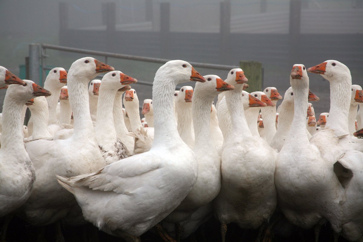 MackenBros tweet media