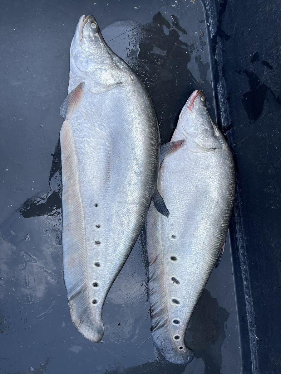 STP2565's tweet photo. What is fish? Big Big ! https://t.co/LS0QUK4uev