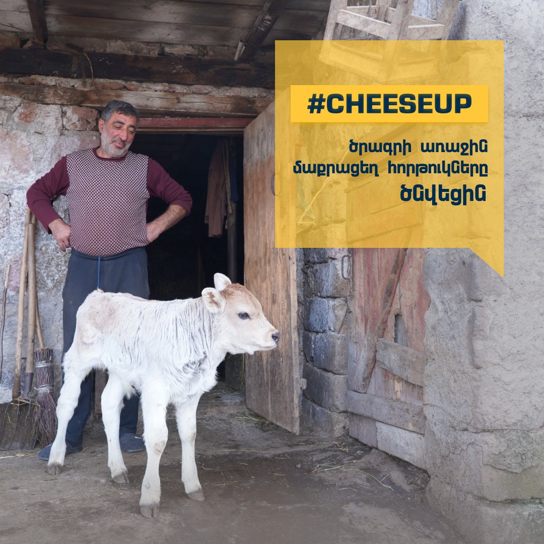 AMAA_Armenia's tweet photo. The artificial insemination carried out within the joint #CheeseUp project of AMAA and @COAFkids already has very promising results. These calves are the first generation of purebred cows. Out of 300 inseminations, we have 20 births and this number is continuously increasing. https://t.co/d2L7wk8JmJ