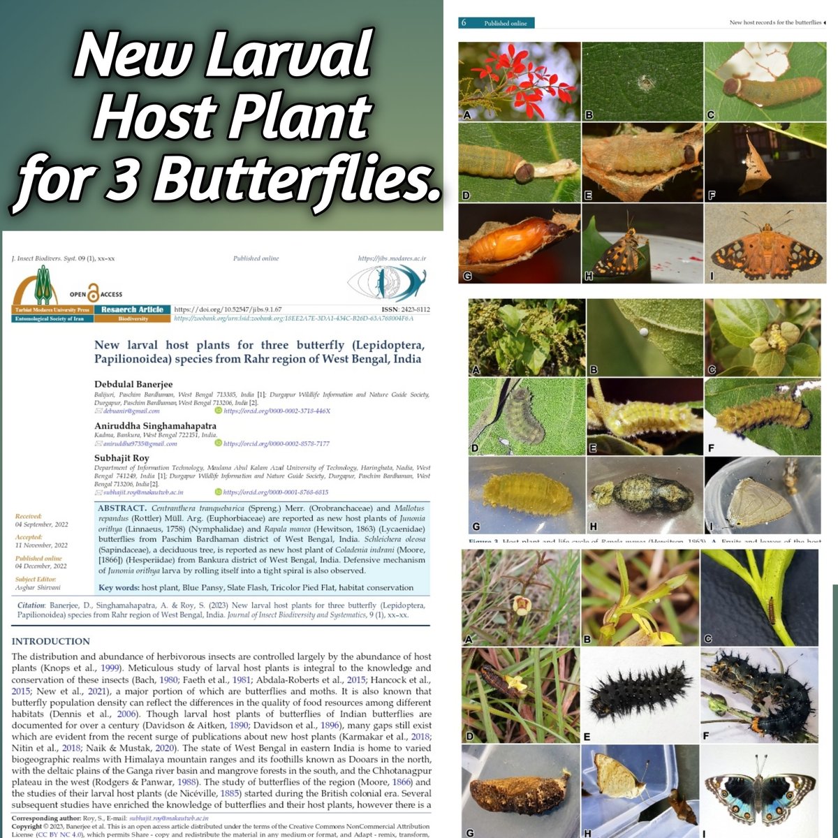 3 new #Larvalhostplant for #butterflies has been published in the journal of  Journal of Insect Biodiversity and Systematics. You can read the full article from here
tiny.cc/e8p1vz
<a href="/Subhaji21859930/">Subhajit Roy</a> <a href="/savebutterflies/">Butterfly Conservation 🦋</a> <a href="/IFoundButterfly/">Indian Foundation for Butterflies</a> <a href="/vijaybarve/">Vijay Barve</a> <a href="/butterfly_india/">ButterflyIndia</a> @BCSussex