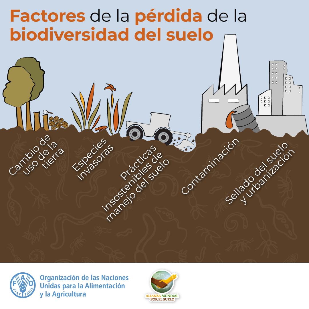 Factores de la pérdida de la biodiversidad del suelo. 🌿🍅🥕