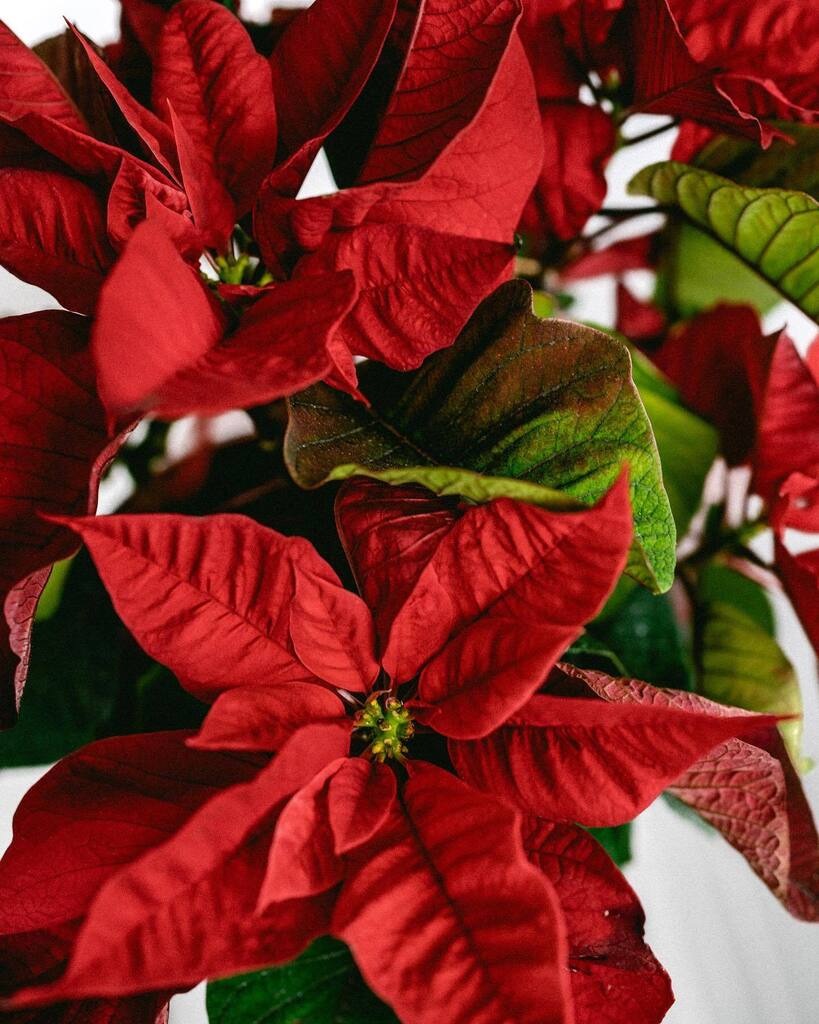 SheetstotheWind's tweet photo. All red and green and holiday-ready! Pine needles everywhere. The tree is up, cards are about to go out, and everything looks just a little bit different. 

🎄❄️✨
#SheetsToThewind #Artist #Photography #Christmas #Holidays #Poinsettia https://t.co/s1SYsvM4AI https://t.co/ib7MpsJj7E
